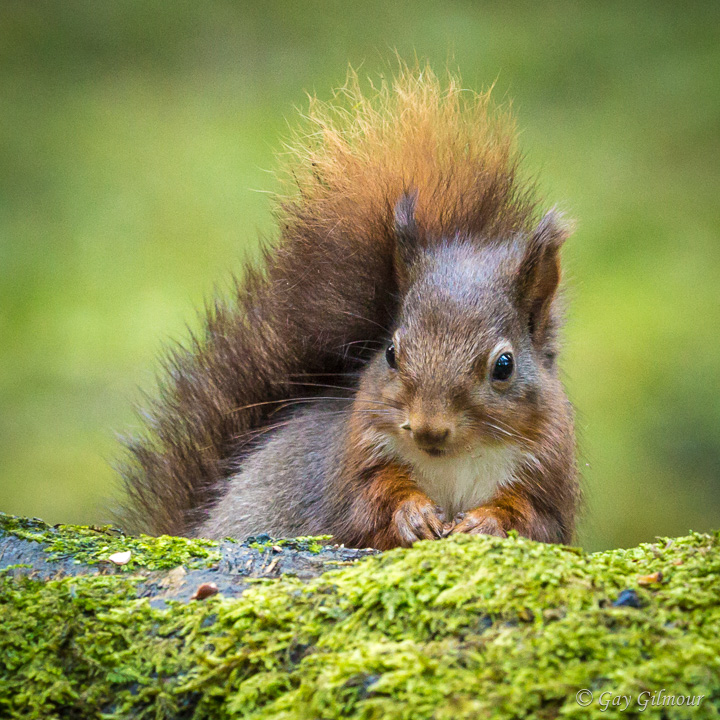 Red Squirrel