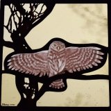 Little Owl