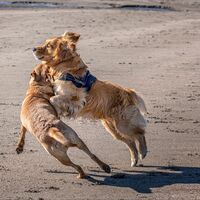 At Play