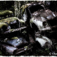 Cars In The Forest 1
