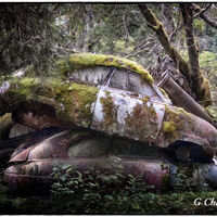 Cars In The Forest 2