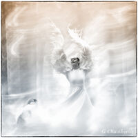 Dancing With the Birds