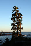 Black Rock Tree