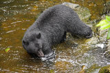 Black Bear Watching