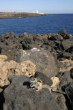 Caleta de Fuste Chipmunk View To Nuevo