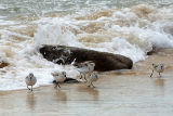 Jandia Sanderlings