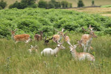 Bradgate Park - Young Dears