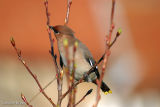Miscellaneous Birds
