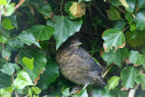 Blackbird