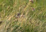 Goldfinch