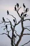 Cormorant