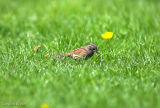 Dunnock