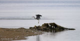Heron
