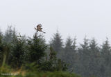 Buzzard