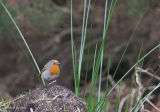 Robin
