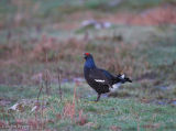 Black Grouse