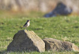 Wheatear