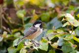 Coal Tit