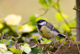 Great Tit