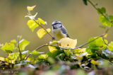 Blue Tit
