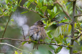 Chaffinch