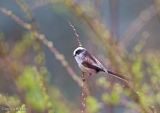 Long Tailed Tit