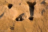 Sand Martin