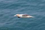 Gannet