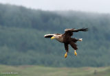 White Tailed Eagle