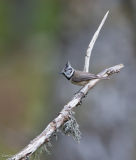 Crested Tit