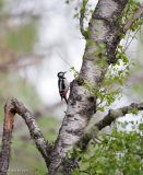 Great Spotted Woodpecker