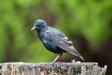 Starling