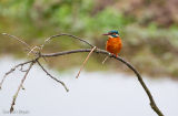 Kingfisher