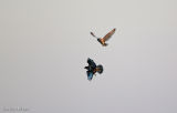 Short Eared Owl