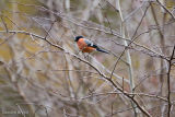 Bullfinch