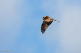 Red Kite