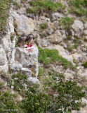 Peregrine Falcon