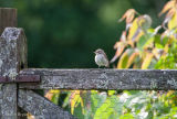 Spotted Flycatcher