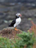 Puffin