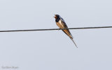 Swallow