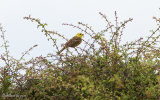 Yellowhammer