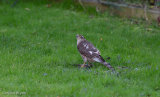 Sparrowhawk