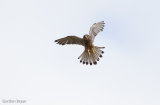 Kestrel
