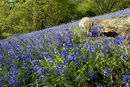 Bluebell wood