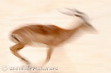 Running Impala Buck.