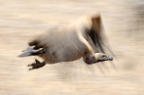White-Backed Vulture in Flight