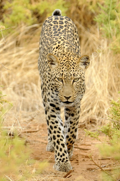 Leopard approaching