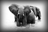 Elephants enjoying the river, Samburu, Kenya