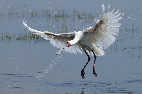 Spoonbill jumping