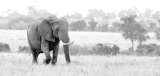 Marching out on the Mara